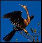 Anhinga, Everglades, Fl.