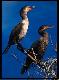 Cormorants, Everglades, Fl.