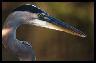 Great Blue Heron, Everglades, Fl.