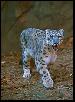 Snow Leopard